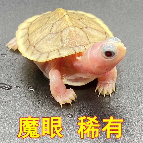 龍魚能喂豬肉嗎怎么喂