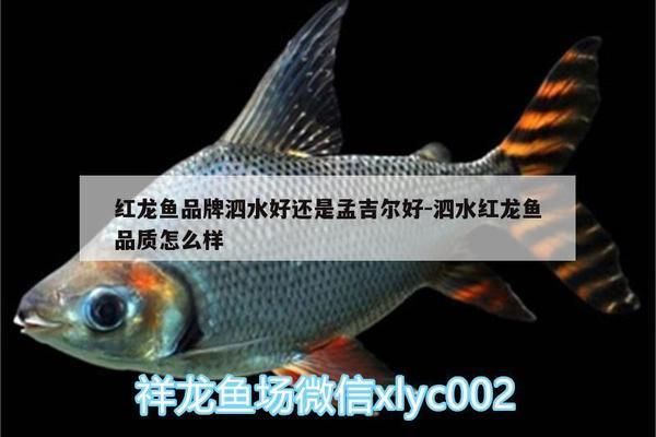 泗水紅龍魚品質怎么樣啊：泗水紅龍魚市場價格如何挑選優質泗水紅龍魚日常護理要點
