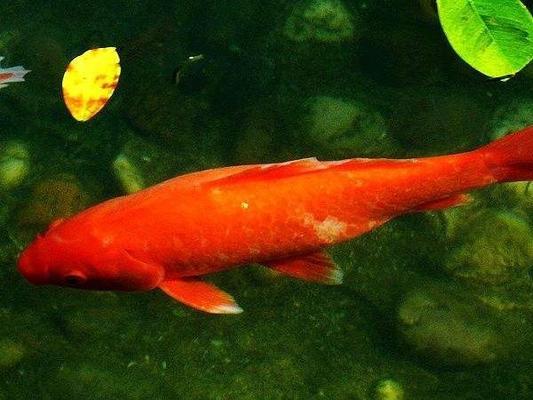 1.8米魚缸養(yǎng)多少條鸚鵡：1.8米的魚缸養(yǎng)多少條鸚鵡魚