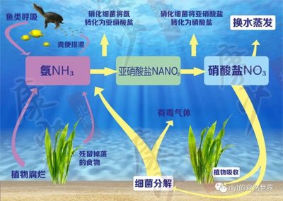 龍魚有傷多久能恢復好vs祥龍魚場：龍魚受傷后的恢復時間因傷情而異