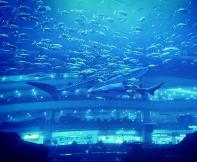 銀龍魚眼睛腫得特別大(銀龍魚眼睛腫得特別大怎么辦)