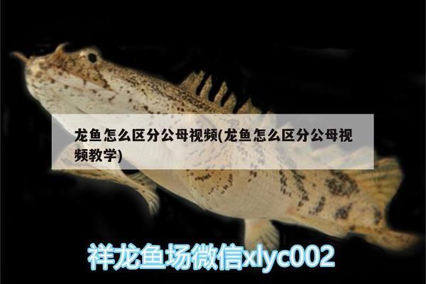 豬鼻龜是哪里的物種圖片及名稱視頻大全(豬鼻龜是哪里的物種圖片及名稱視頻大全)