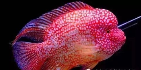 紅龍魚上色用nec好還是熒光劑好：紅龍魚上色時選用nec上色劑或熒光劑各有優缺點