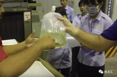 龍魚為何會掉眼屎