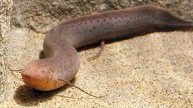 豬鼻龜怎么看幾歲了啊(豬鼻龜出生多大)