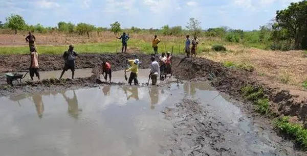 怎么挑選紅龍魚的好壞圖解：如何判斷紅龍魚健康