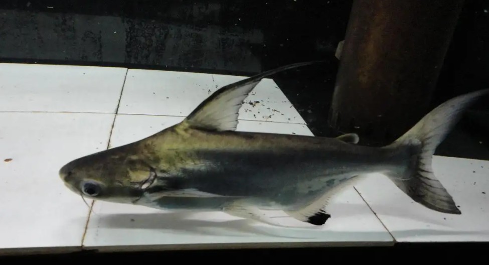 龍魚魚缸水泵流量多大好呢vs祥龍魚場：龍魚魚缸水泵選擇技巧指南龍魚魚缸水泵選擇技巧指南