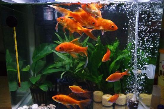 龍魚藥什么牌子的好一點vs祥龍魚場：**祥龍魚場藥品評價