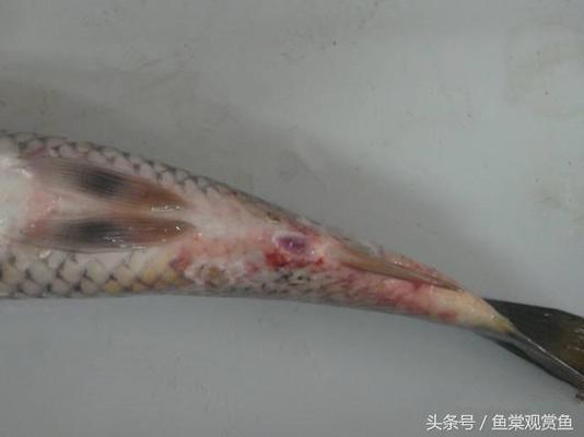 龍魚和七彩能混養嗎圖片（龍魚七彩混養視頻）