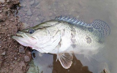 森森潛水泵怎么用 森森潛水泵怎么用 森森魚缸 第2張