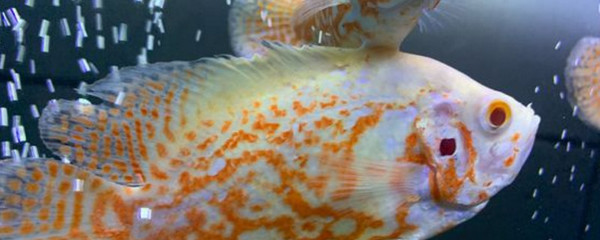 龍魚撞掉了鱗怎么辦啊vs祥龍魚場：龍魚受傷后的護理方法