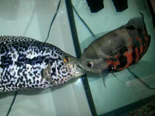 擦玻璃魚缸什么魚