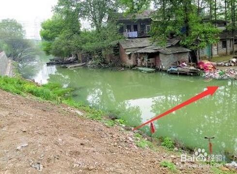 豬鼻龜野生區(qū)分公母嗎(豬鼻龜都是野生的嗎)