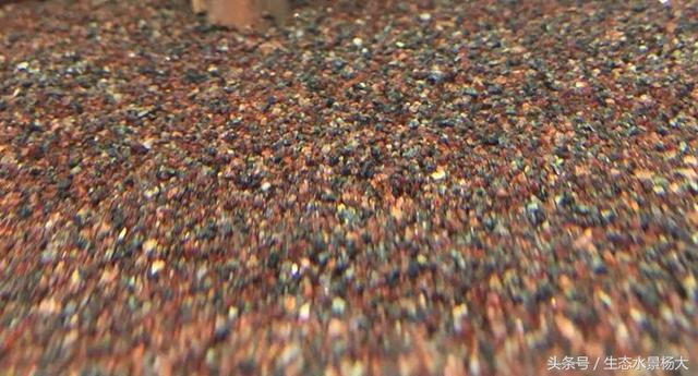 豬鼻龜野生區(qū)分公母嗎(豬鼻龜都是野生的嗎)