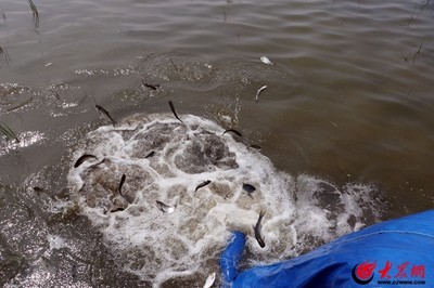 半米的金龍魚多少錢(金龍魚十斤米多少錢)