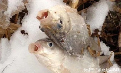 龍魚吃小虎魚飼料好嗎怎么喂的