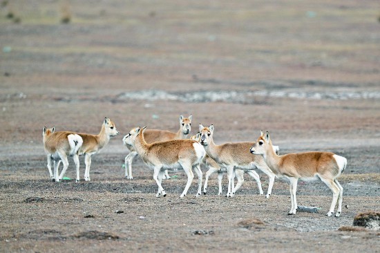 印度虎保護(hù)區(qū)：世界上現(xiàn)存老虎最多的國家之一，曾面臨盜獵危機(jī)，數(shù)字增加2226只