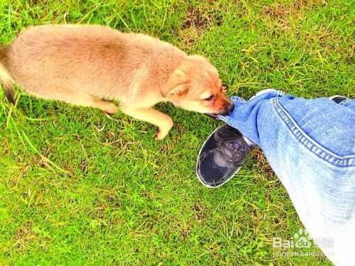 銀龍魚(yú)最適宜的溫度是多少(銀龍魚(yú)適合多少溫度)