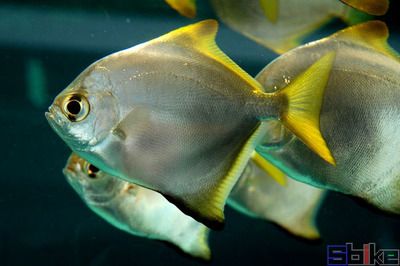 黃鰭鯧魚能和龍魚混養嗎：黃鰭鯧魚和龍魚可以混養嗎，黃鰭鯧魚能和龍魚混養嗎