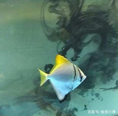 黃鰭鯧魚能和龍魚混養嗎：黃鰭鯧魚和龍魚可以混養嗎，黃鰭鯧魚能和龍魚混養嗎