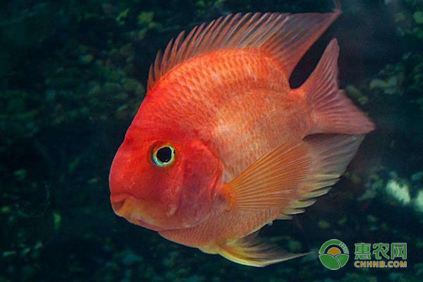 魟魚食欲減退的自然恢復周期：關于魟魚食欲減退的自然恢復周期并沒有直接的信息指出具體時間長度
