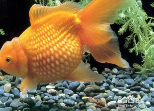 自來水曬多久可以養魚
