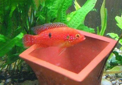 龍魚撞傷蒙眼怎么用黃粉消毒vs祥龍魚場：祥龍魚場評價如何龍魚常見疾病預防蒙眼病治療方法