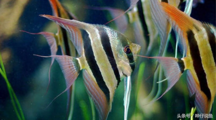 玻璃魚缸多少錢一個合適家用：玻璃魚缸多少錢一個？