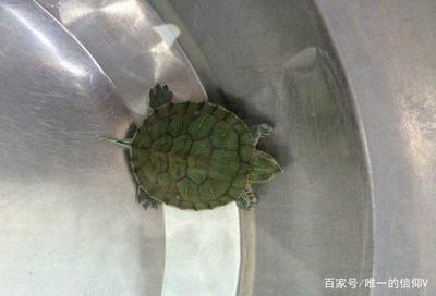 有點像銀龍魚的叫什么魚(銀龍魚又叫什么魚)