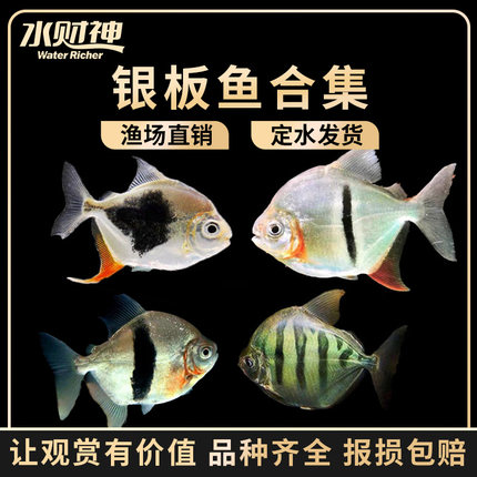 銀龍魚有一只眼睛有點白怎么辦?(銀龍魚有一只眼睛有點白怎么辦呀)