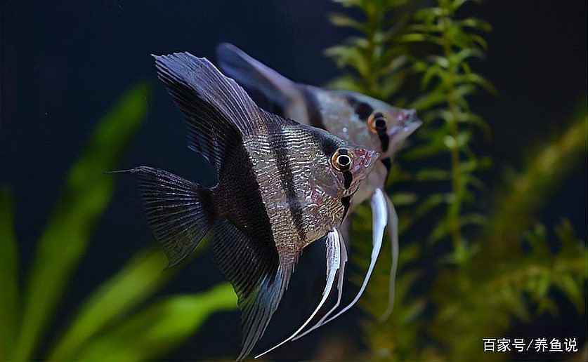 神仙魚混養最忌三種魚，七彩神仙魚混養風險指南