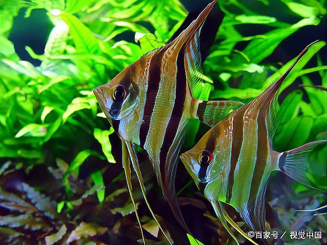 神仙魚混養最忌三種魚，七彩神仙魚混養風險指南