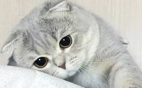 10厘米的金龍魚苗多少錢一條(金龍魚最小的魚苗價格多少)