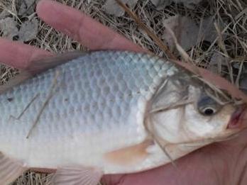 高品質白子紅龍魚選購指南：如何挑選高品質白子紅龍魚