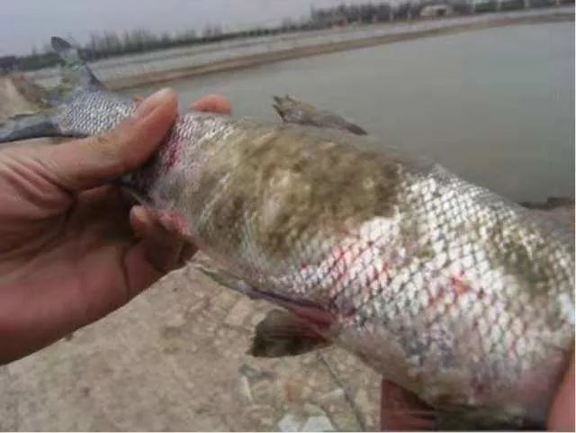 龍魚長到45需要多少時間(龍魚養(yǎng)多久能到55厘米)