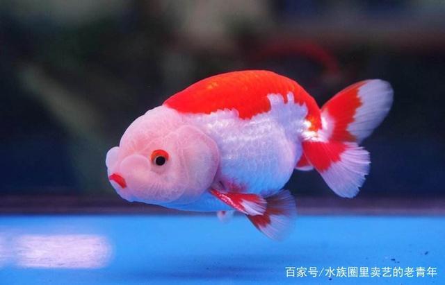 紅龍魚的介紹視頻大全播放圖片(紅金龍魚視頻大全集)