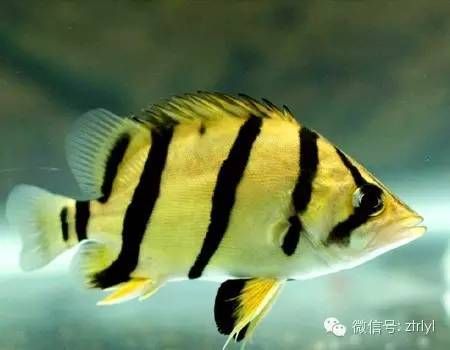 虎魚蒙眼病怎么治療視頻：關于虎魚蒙眼病的治療