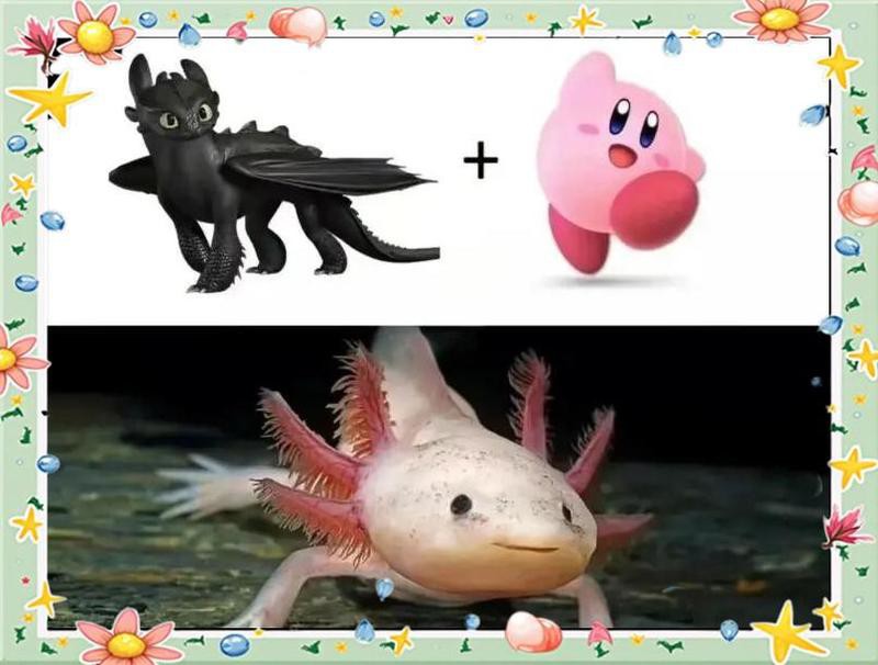 公母六角恐龍魚可以一起養(yǎng)嗎？