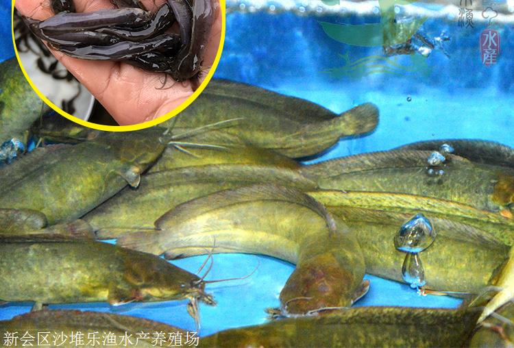 極品過背金龍魚價格（過背金龍魚價格多少錢一條）