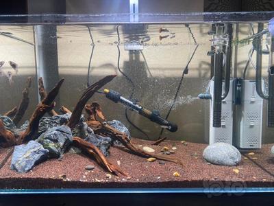 銀鼓魚和銀龍魚混養好嗎圖片(銀鼓魚和銀龍魚混養好嗎圖片大全)
