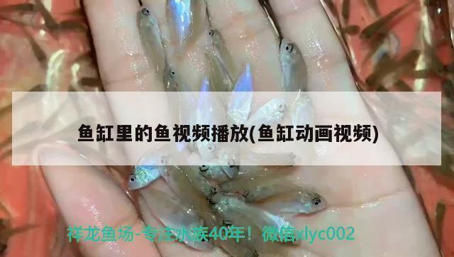 魟魚什么品種好看：魟魚什么品種好看[需手動填充]魚什么品種好看[需手動填充]魚什么品種好看