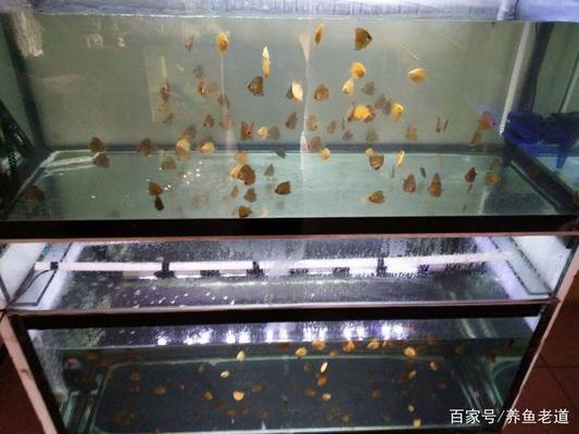 龍魚撞破魚缸怎么處理vs祥龍魚場：龍魚撞破魚缸怎么處理祥龍魚場的龍魚品種介紹