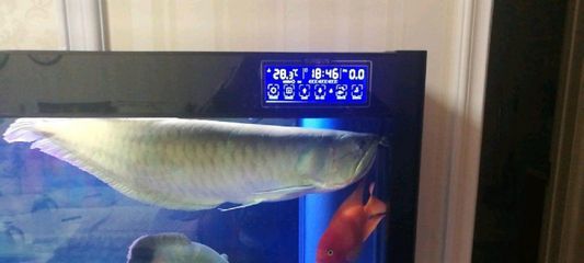 森森魚缸顯示屏溫度不準了