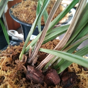 魟魚最佳飼養水溫是多少：飼養魟魚的最佳水溫范圍為24至26攝氏度