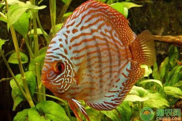 龍魚檢疫用甲硝唑可以嗎vs祥龍魚場(chǎng)：甲硝唑在龍魚檢疫中使用劑量指導(dǎo)龍魚健康狀況