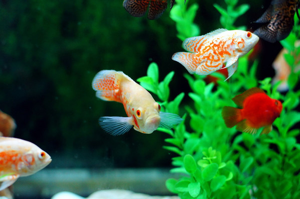 明日之后血紅龍魚價格