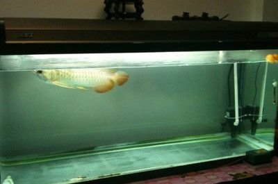 怎樣去除魚缸里的懸浮物呢視頻(如何清除魚缸中的細(xì)小懸浮顆粒)