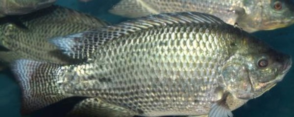 炮彈頭過(guò)背金龍魚:金龍魚炮彈頭和平頭