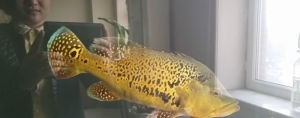 銀龍魚飼料品牌哪個好用(龍魚飼料哪個牌子好)