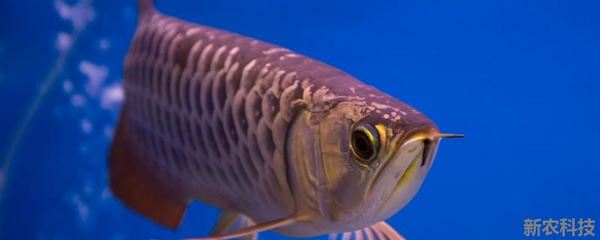 龍魚碰掉二片魚鱗會(huì)死嗎為什么vs祥龍魚場(chǎng)：龍魚掉鱗后的護(hù)理方法